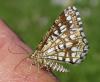Chiasmia clathrata